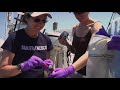 KQED 2009 Gyre Expedition