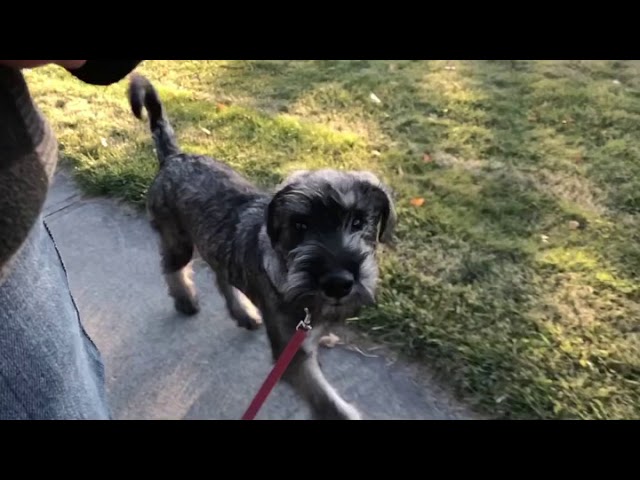 YouTube video preview