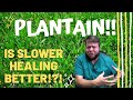 Medicinal Plantain Power! Slower is BETTER? - The HomeGrown Herbalist