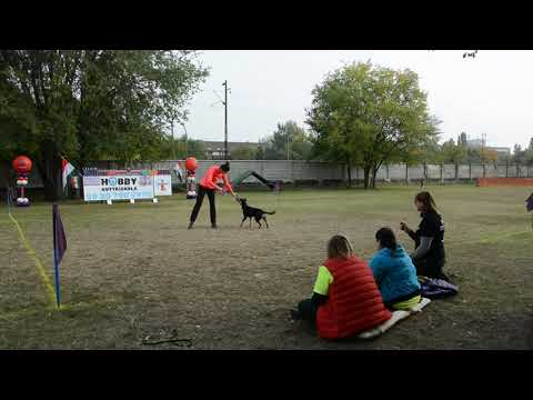 B.Fly Agility Team - Hubby Kupa Jótékonysági Puller Verseny - 2020.10.23.