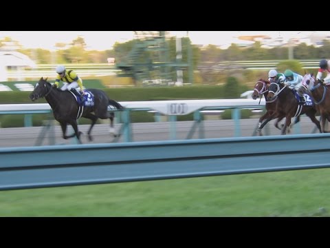 H28.12.11　阪神１１Ｒ　阪神ｼﾞｭﾍﾞﾅｲﾙﾌｨﾘｰｽﾞ「ｿｳﾙｽﾀｰﾘﾝｸﾞ」