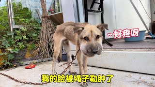 [問卦] 慟!中國原來是真的會吃狗..