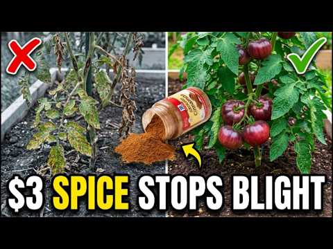 $3 Pantry Spice STOPS Tomato Blight FOREVER. Big AG Buried It! Why?