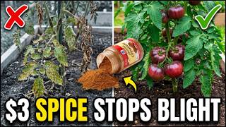 $3 Pantry Spice STOPS Tomato Blight FOREVER. Big AG Buried It! Why? MQDEFAULT Thumbnail