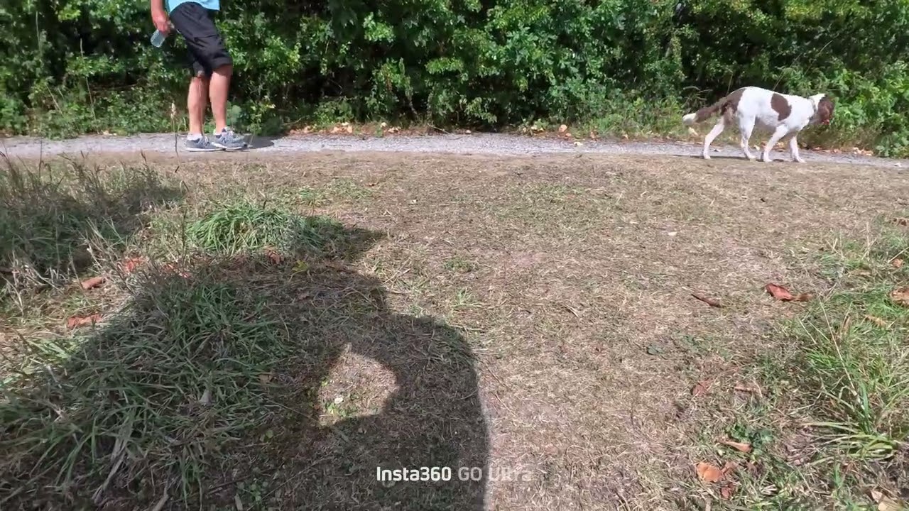 Insta360 Go Ultra — Dog Cam (Nutty's daytime vlog) - YouTube