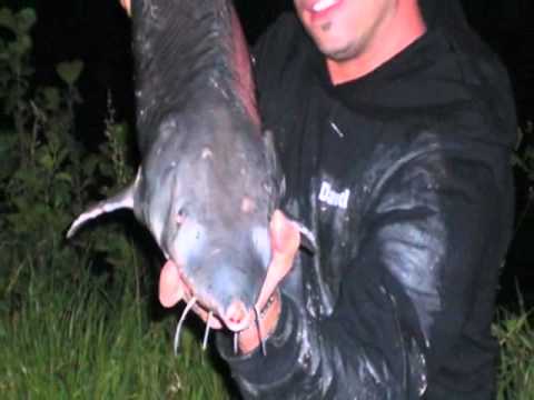 Nachträuber Wels, Zander, Stör geile Fänge