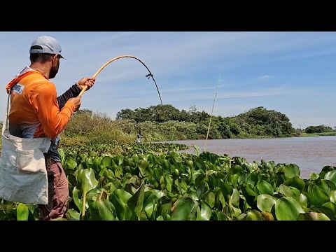PESCARIA NO RIO AMAMBAÍ MATO GROSSO DO SUL , PESCARIA DE BARRANCO  COM VARA DE BAMBU/PESCA DE TRAÍRA
