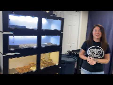 Episode 48: A quick reptile room tour of the non-venomous snakes with Jen at Jenerik reptiles