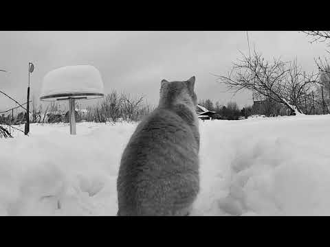 video frame placeholder