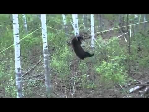 Bear Goes After Lunch by Hanging from a Rope