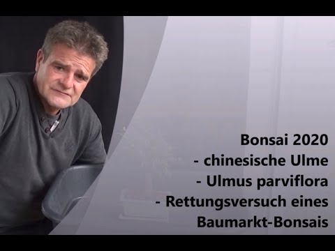 Bonsai 2020-33 - chinesische Ulme - Ulmus parviflora - Rettungsversuch eines Baumarkt-Bonsais