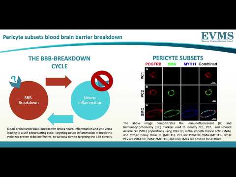 Thumbnail image of video presentation for Induction of Type-1 to Type-2 Pericyte Transition In Vitro