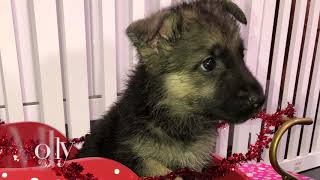 German Shepherd Puppies Sale in Mastic, NY