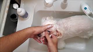 我が家の老犬マルチーズ 涙やけ&よだれやけ対策シャンプー【自然流 白毛用】効果ある？