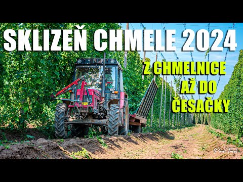 Sklizeň chmele 2024 | Z chmelnice až do česačky |  ZD Senice na Hané