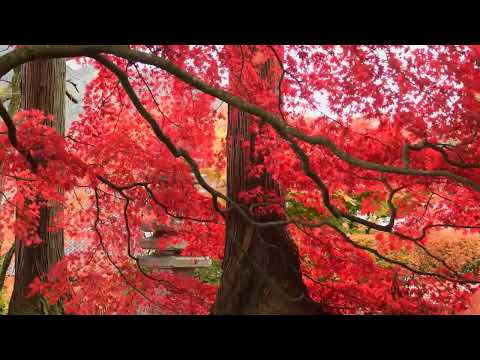 Relaxing Calming Music 17-05-23