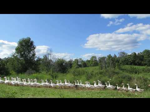 download lagu mp3 mp4 Farm Raised Goose, download lagu Farm Raised Goose gratis, unduh video klip Farm Raised Goose