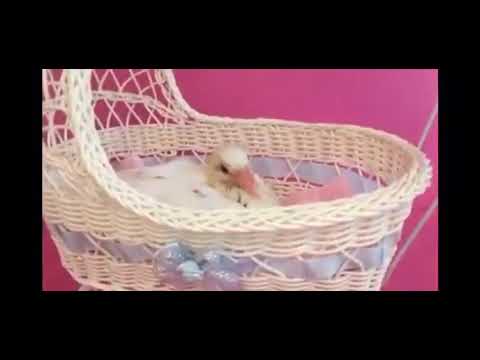 Meet newly hatched Holly the pigeon who models our Flyper bird diapers