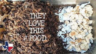 Red Wigglers Go Crazy Over This Food | Vermicomposting