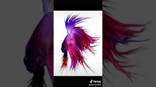 Download lagu Tik Tok ikan cupang mp3