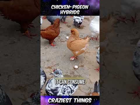Chicken pigeon Hybrids 🐤🕊️| Craziest Things Part 166
