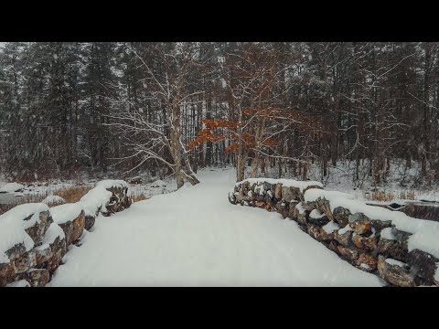 Walking in a Snow Forest - Relaxing Nature Sounds, Crunching Snow ❄️