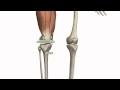 Muscles of the Thigh Part 1 - Anterior Compartment - Anatomy Tutorial