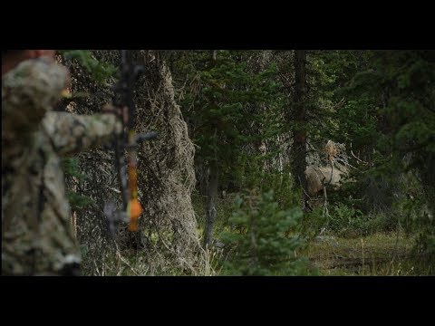 Wyoming Elk Hunt (Day 2) - The "Linguists" Rough Cuts
