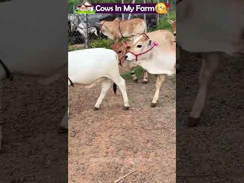 Cute  & Short cows  #cute #reels #animals #farm #india #village #foryou #pets #youtube