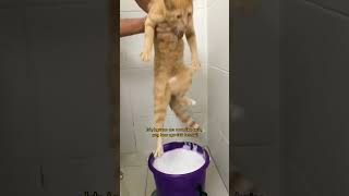 Download lagu How to bathe a cat so it doesn't fight back? #short #cat #catbathing mp3 Download lagu How to bathe a cat so it doesn't fight back? #short #cat #catbathing mp3