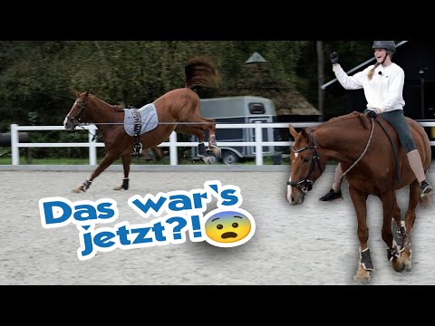 Erster Ritt auf Jackpot - Sanfter Riese wacht auf! Junpferdeausbildung von Anfang an