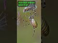 Spiders Could EAT US ALL