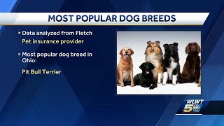 Report reveals the most popular dog breed in Ohio, Kentucky and Indiana