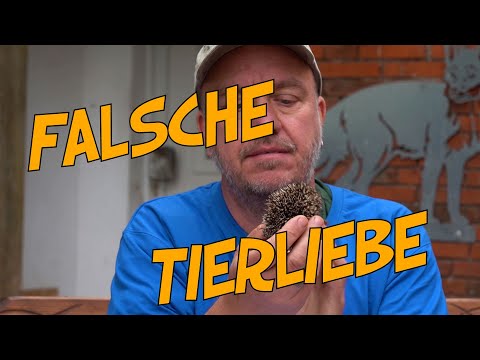 Hedgehog found: Need for help & first aid