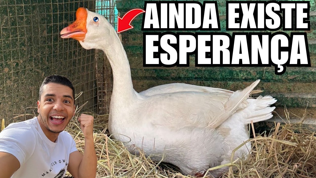 Filhotes Agaporne Voando | NOVIDADE ganso africano BRANCO | Ninho do cisne branco  | Aves Recriar