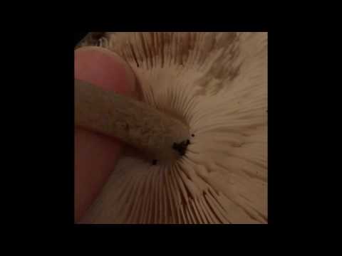 Foraging for wild deer mushrooms