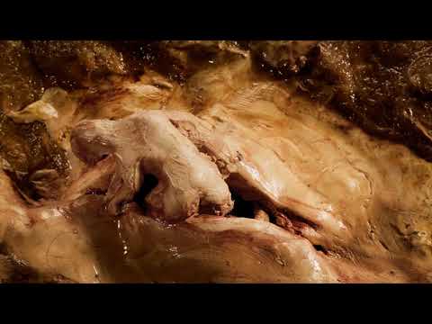 Душенька / The Little Soul / Duszyczka (2019) / 49th Molodist KIFF