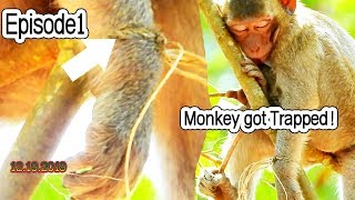 Heartbroken!Monkey Nanda got trapped and  we rescued but nylon still tied on her hand Episode 1