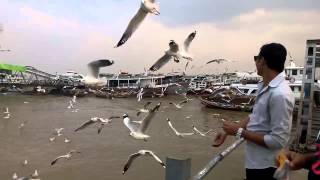 preview picture of video 'Flying Bird In Botehtaung Jetty'