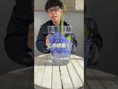 アジサイの剪定の時期と方法