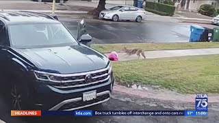 Coyote attacks toddler in Woodland Hills