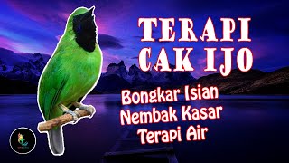 Download lagu Terapi Air Cucak Ijo Gacor Isian Nembak Kasar mp3