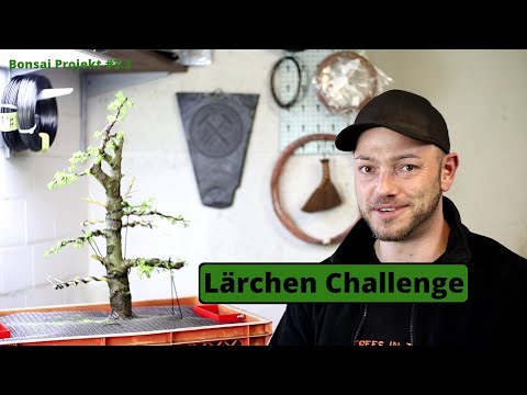 The Larch Challenge - First Styling 2022 European Larch Larix decidua | Bonsai Project #3.3