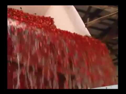Michigan Cherries | Traverse Bay Farms