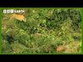 Mother Tiger Hunts To Feed Cubs Asia BBC Earth