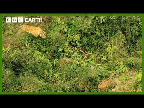 A tiger, the largest wild cat in the world