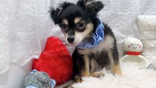 ハーフ犬の動画03