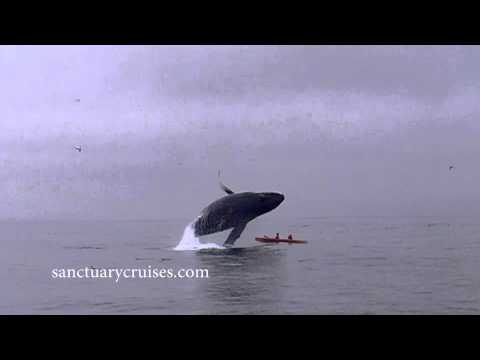 Humpback Whale Almost Lands On Top Of Two Kayakers