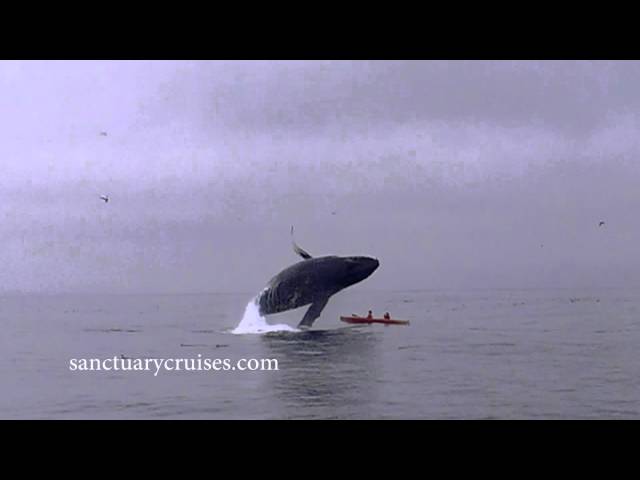 Humpback Whale Breaches on Top of Kayakers