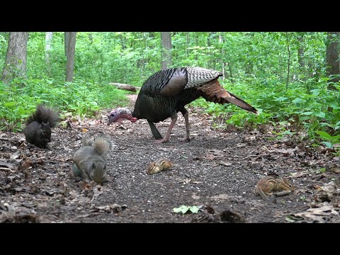 10 Hours of Forest Animals in Harmony - Part 2 - June 16, 2022